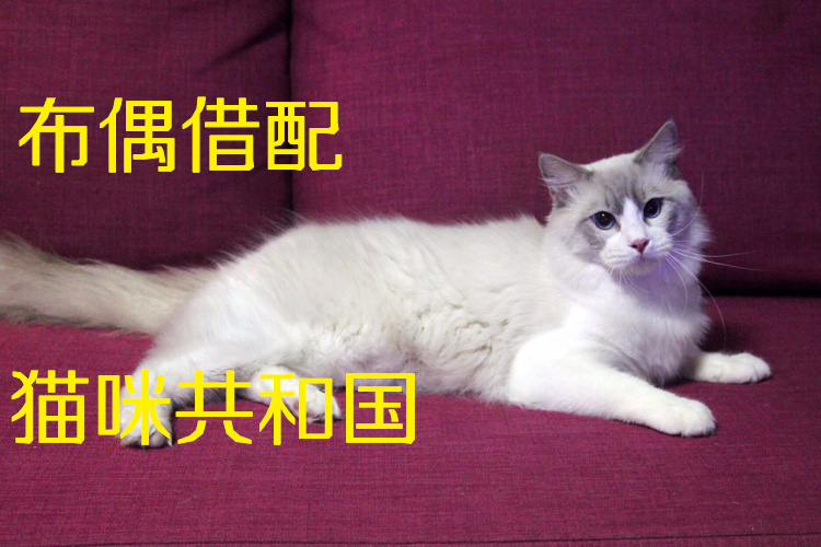 布偶猫幼猫活体双色宠物纯种北京cfa小猫猫咪借配种配