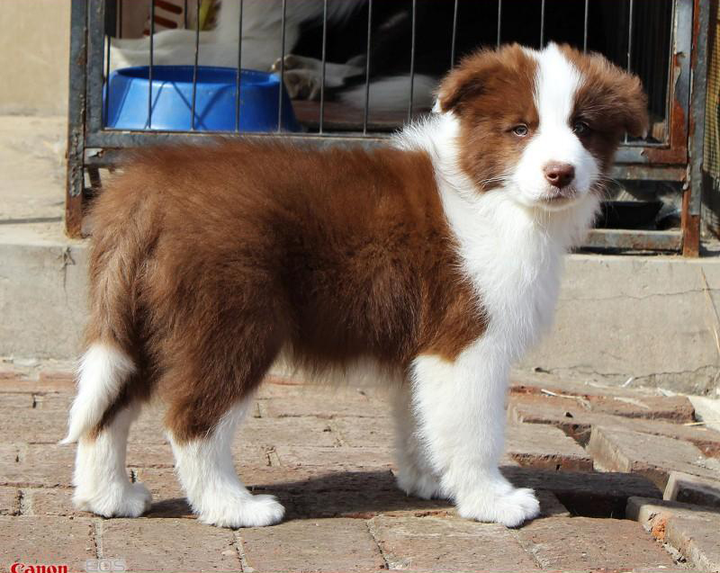 纯种边境牧羊犬幼犬棕色边牧狗狗宠物犬七白到位红色咖啡色高品质