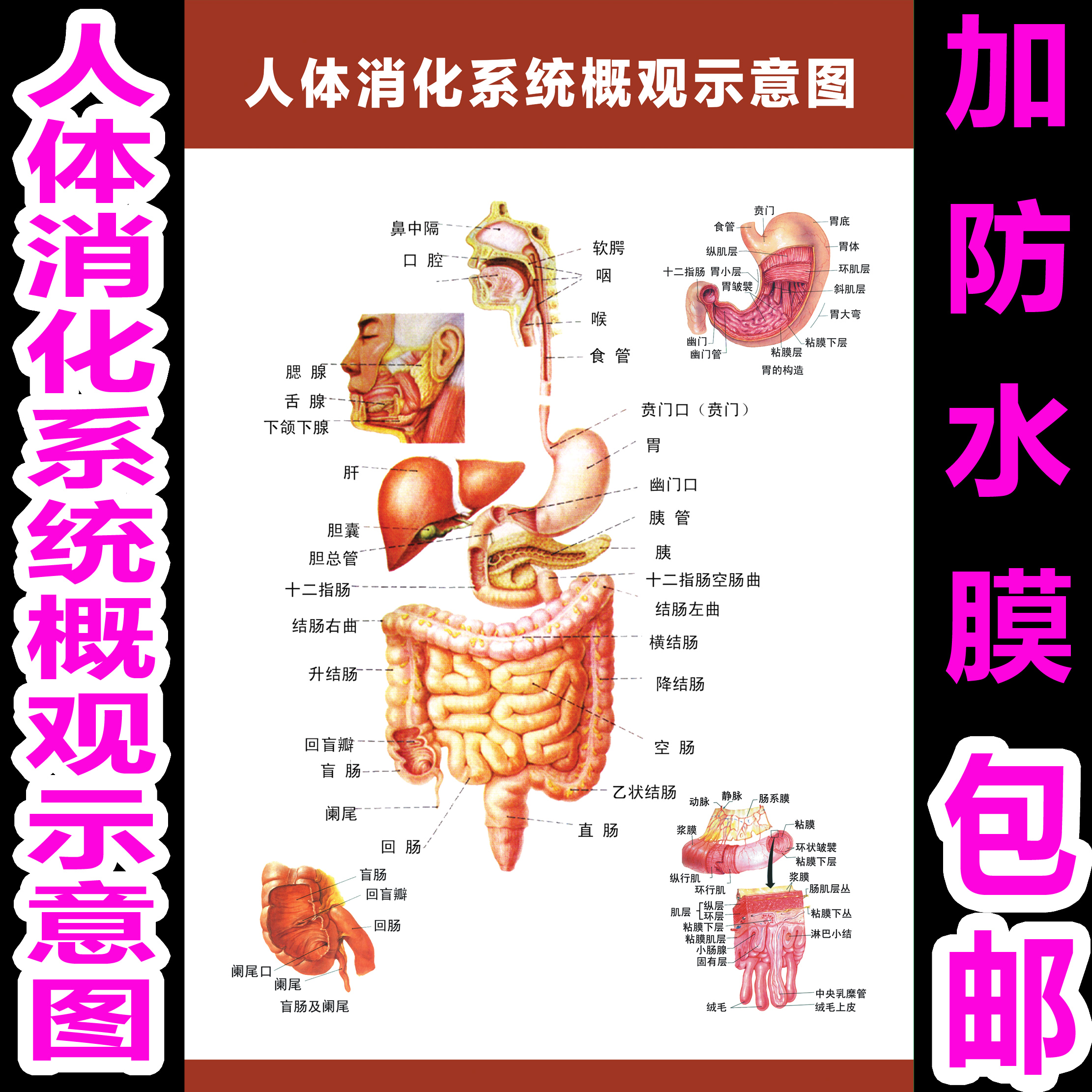 消化肠道系统结构示意图医学宣传挂图人体器官医院布置海报图片