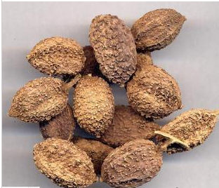 砂仁 阳春砂 卤菜 炒菜 火锅必备 鸭脖用料50g