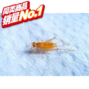 售罄 蝈蝈葫芦黄蛉盒具虫具文玩馆之新脱小黄蛉