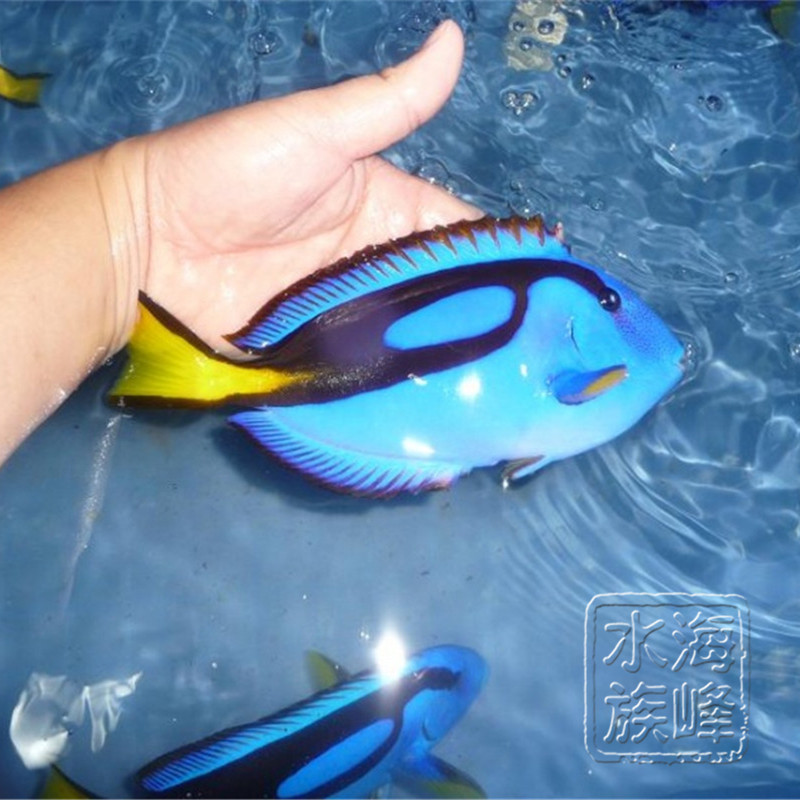 海峰水族 海水鱼 鱼 小丑鱼 海水鱼 活体 天鹅绒 蓝丝绒