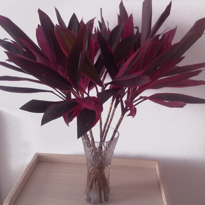 红朱蕉紫叶富贵竹 进口水培红叶富贵竹植物 净化空气吸甲醛绿植