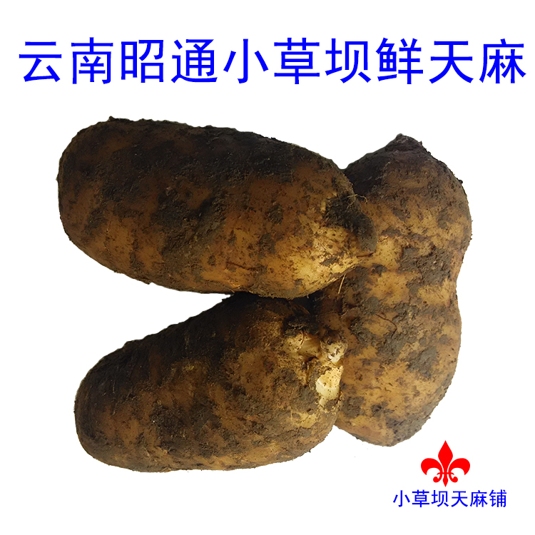 云南昭通小草坝野生天麻 新鲜天麻 野生鲜天麻 昭通野生天麻 冬麻