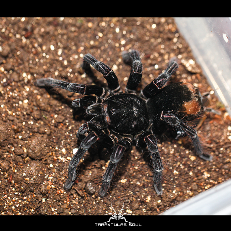 pamphobeteus antinou玻利维亚钢铁蓝 母 14-20cm 黑金刚蜘蛛