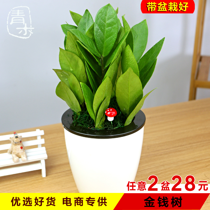 金钱树长寿花驱蚊草盆栽花卉室内防辐射水培植物办公室绿植盆景