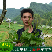 包邮 2017新货降酸茶排酸茶 高山车前草新鲜野生车前草袋泡茶500g