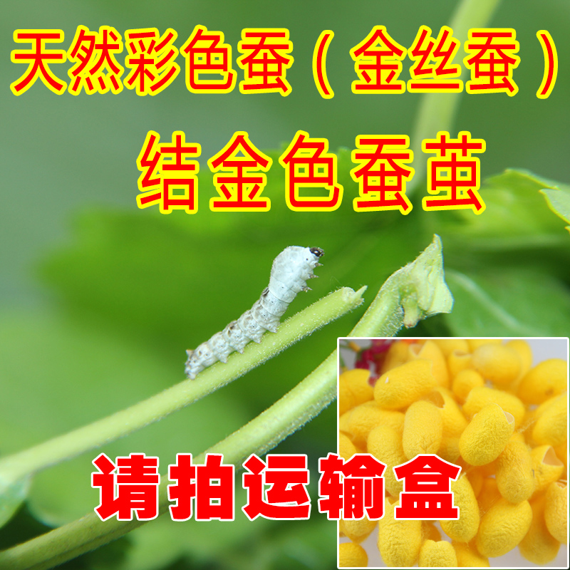 蚕宝宝纯天然彩色蚕金丝蚕 一龄1元一条送桑叶 包成活杜绝激素