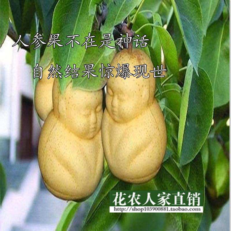 四季易种 人参果 人生果树苗 阳台花卉盆栽 可食用人形娃娃长寿果