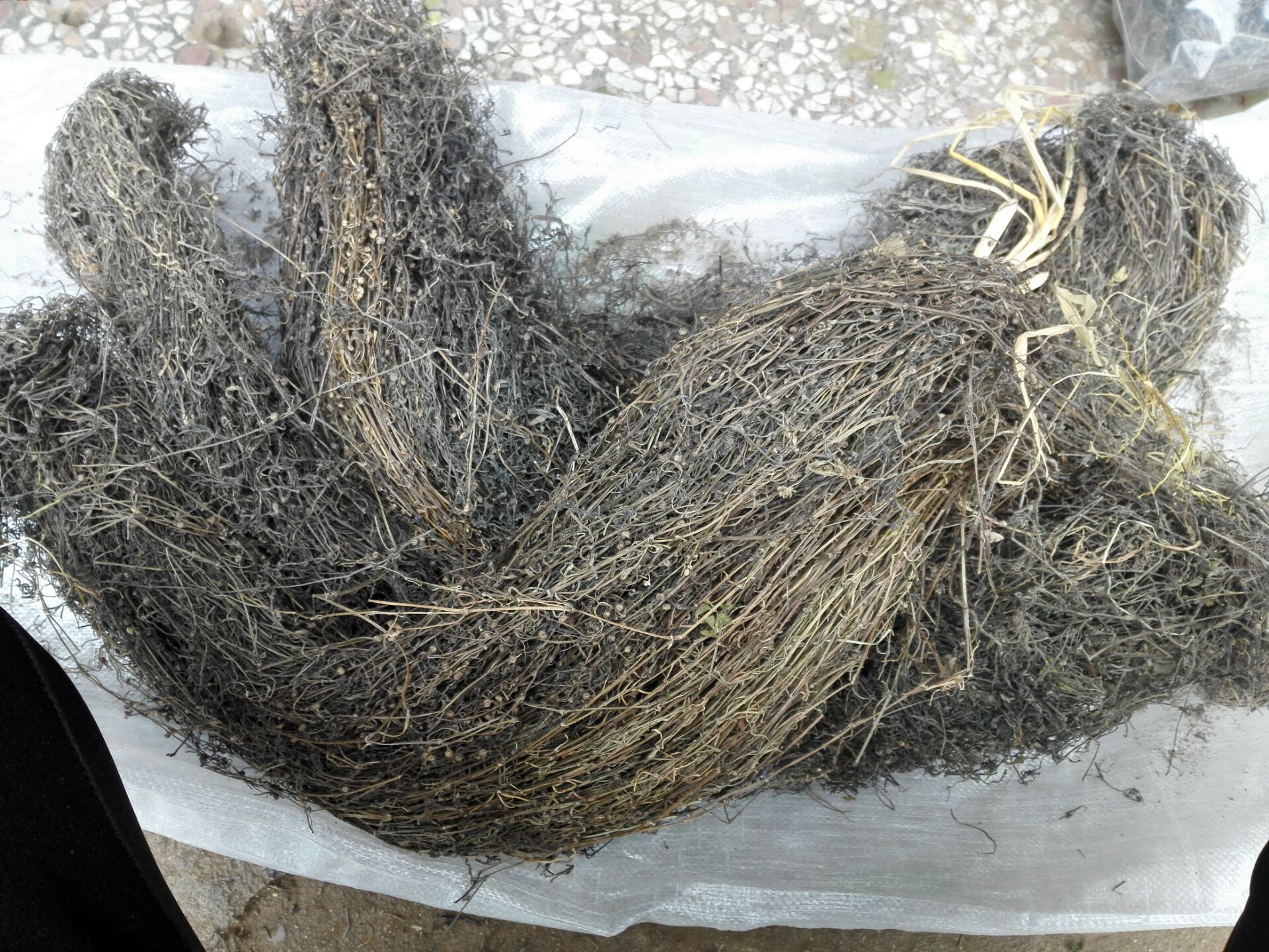 5钻信誉！500g！纯天然野生白花蛇舌草百花蛇舌草