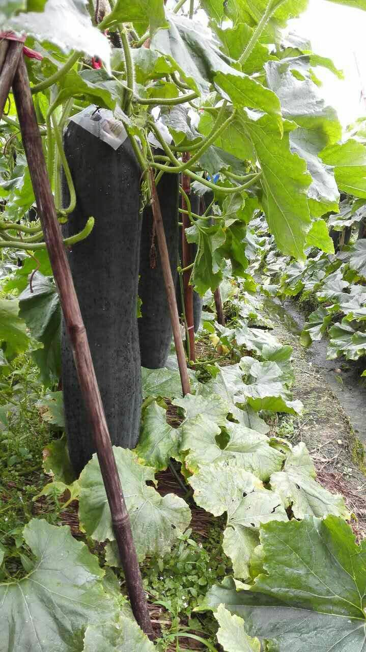 广东农科院粤蔬铁柱168杂交冬瓜种子200粒肉质致密空腔小芽率好