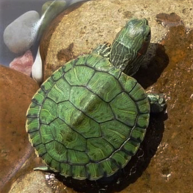 2017宠物龟特大型观赏小乌龟苗活体吃菜陆地素食淡水戏绿毛巴西龟