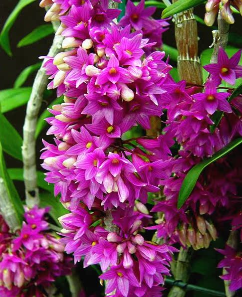 石斛兰-澳洲石斛兰 深紫红色 多花性 好种易开 有香味