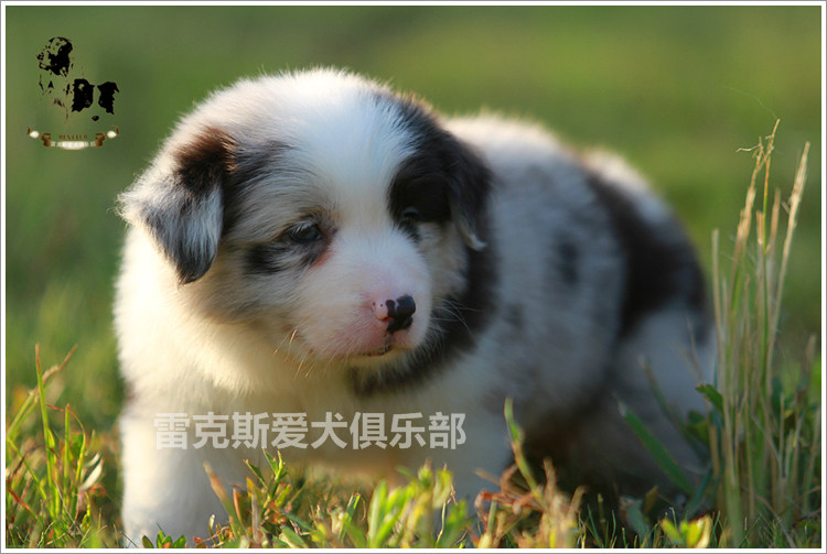 赛级双血统边牧幼犬边境牧羊犬赛文和七公主蓝陨石色6dd低价包运