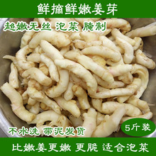 仔姜 姜牙泡菜醋泡姜5斤装 包邮 嫩姜芽 鲜姜 姜芽 新鲜嫩姜