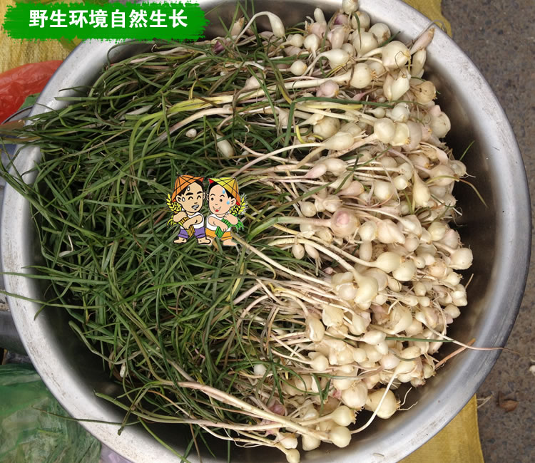 东北新鲜野生山野菜 小根菜大脑瓜嘣蹦小根蒜山菜250g4份包邮顺丰