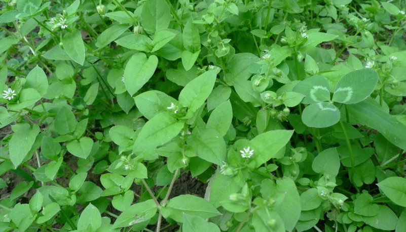 野生中草药繁缕草 鹅肠草 繁缕 野墨菜 调理肠胃 鲜品直发