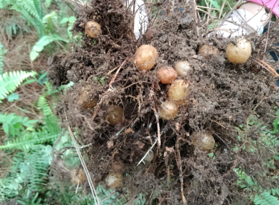 纯正野生中草药肾蕨子石黄皮凤凰蛋落地珍珠圆蕨新鲜品根果