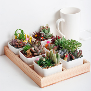 多肉植物组合盆栽