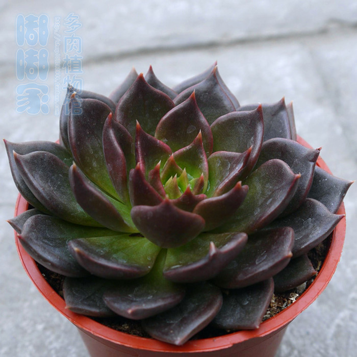 多肉植物大颗多肉【黑王子】黑色多肉大颗易养优质肉肉