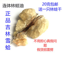 送蛙干50克送炖盅泡发100倍独立包装 包邮 长白山林蛙油雪蛤油20克