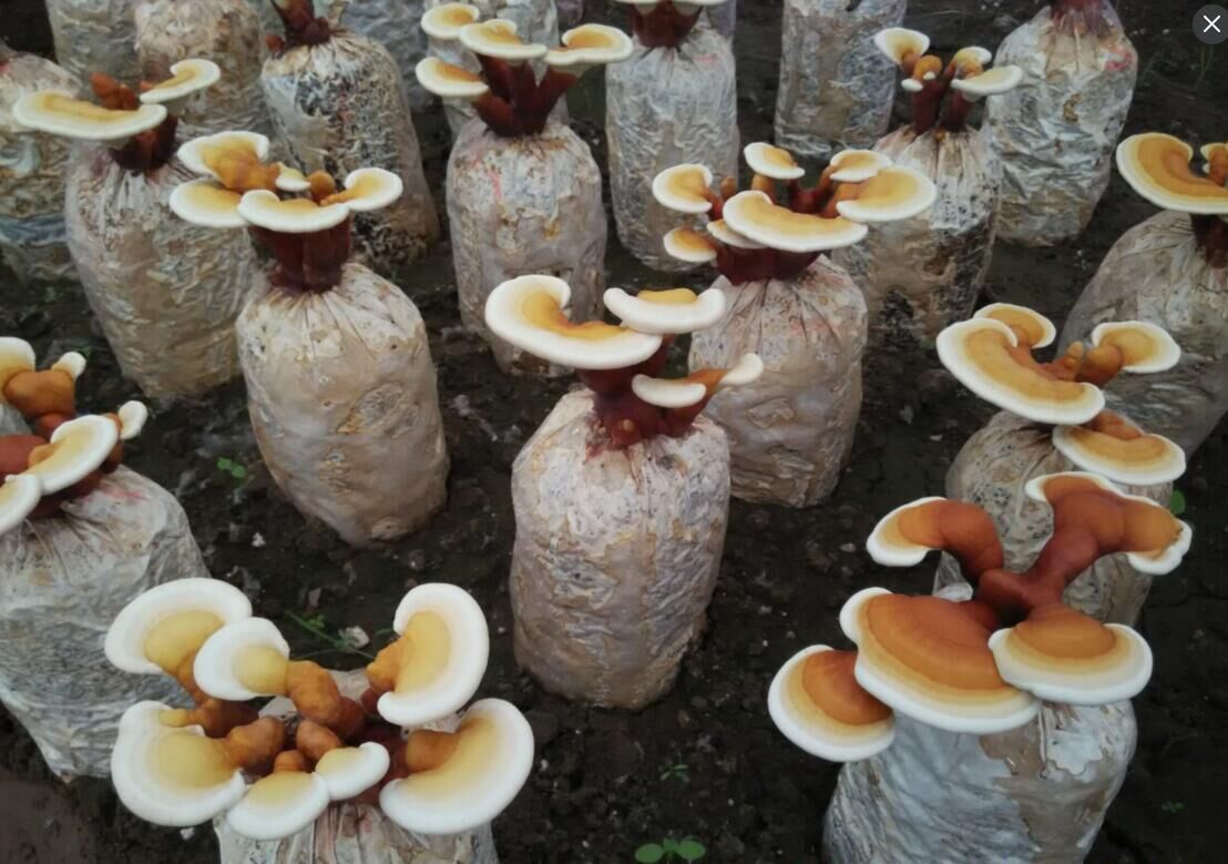 自制菌包步骤,牛人菌包,玉米芯蘑菇菌包(第2页)_大山谷图库