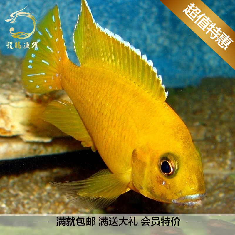 热带观赏鱼三湖慈鲷马鲷马拉金活体孔雀鱼淡水宠物鱼包活快递报损