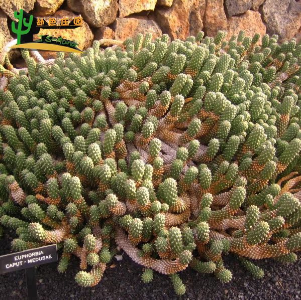 多肉植物 南非 大戟属 euphorbia caput-medusae 美杜莎 种子