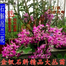 大丛石斛苗2.2一根20根 兰花 包邮 吊兰花石斛苗 正宗赤水金钗石斛