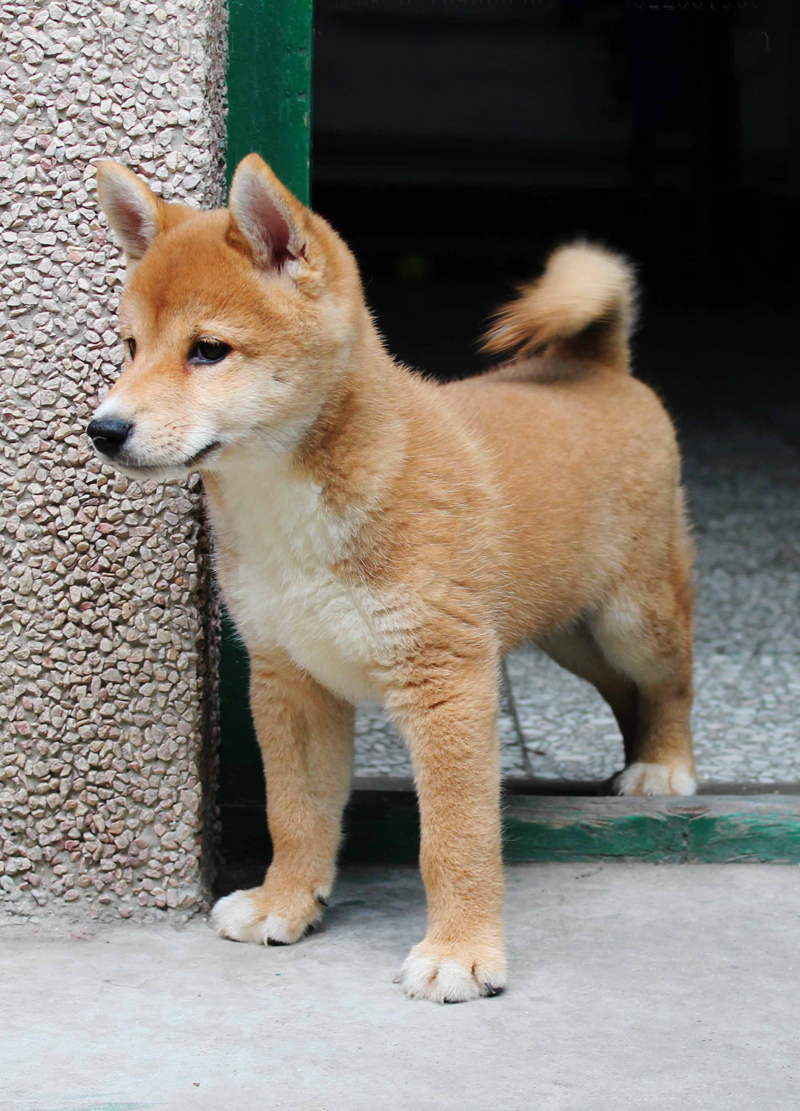 日系柴犬活体纯种幼犬宠物狗狗看家护院日本柴犬赤色小柴犬小型犬