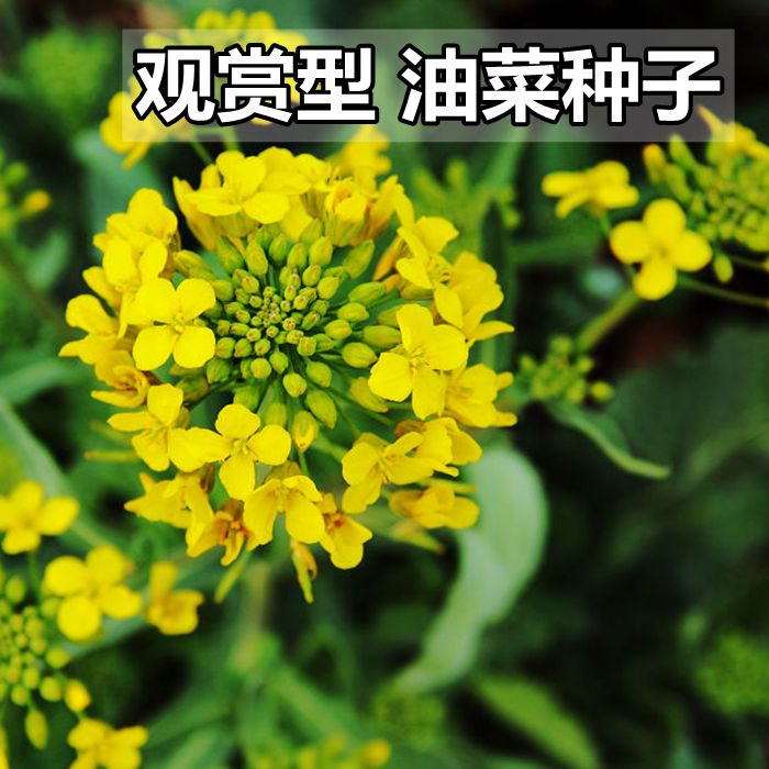 油菜花种子 高产油菜籽 四季播观赏蜜源植物鸟食榨油原料包邮批发