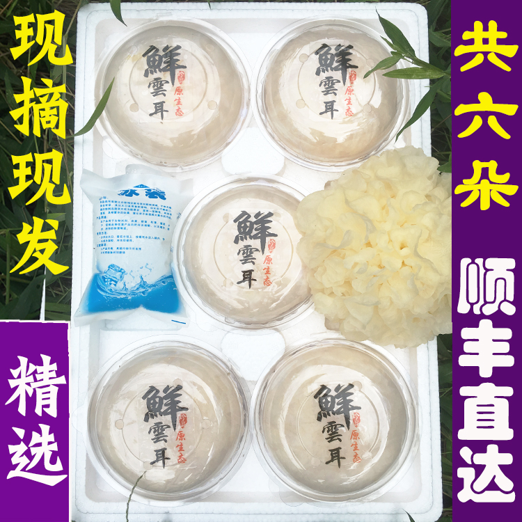 【6朵顺丰】现摘古田新鲜银耳鲜活雪耳新鲜白木耳糯耳非银耳干货