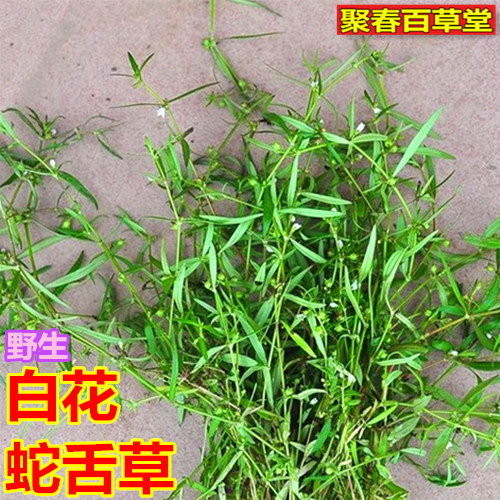 新鲜草药现采白花蛇舌草 百花蛇舌草 蛇舌草 鹤舌草500克顺丰航空