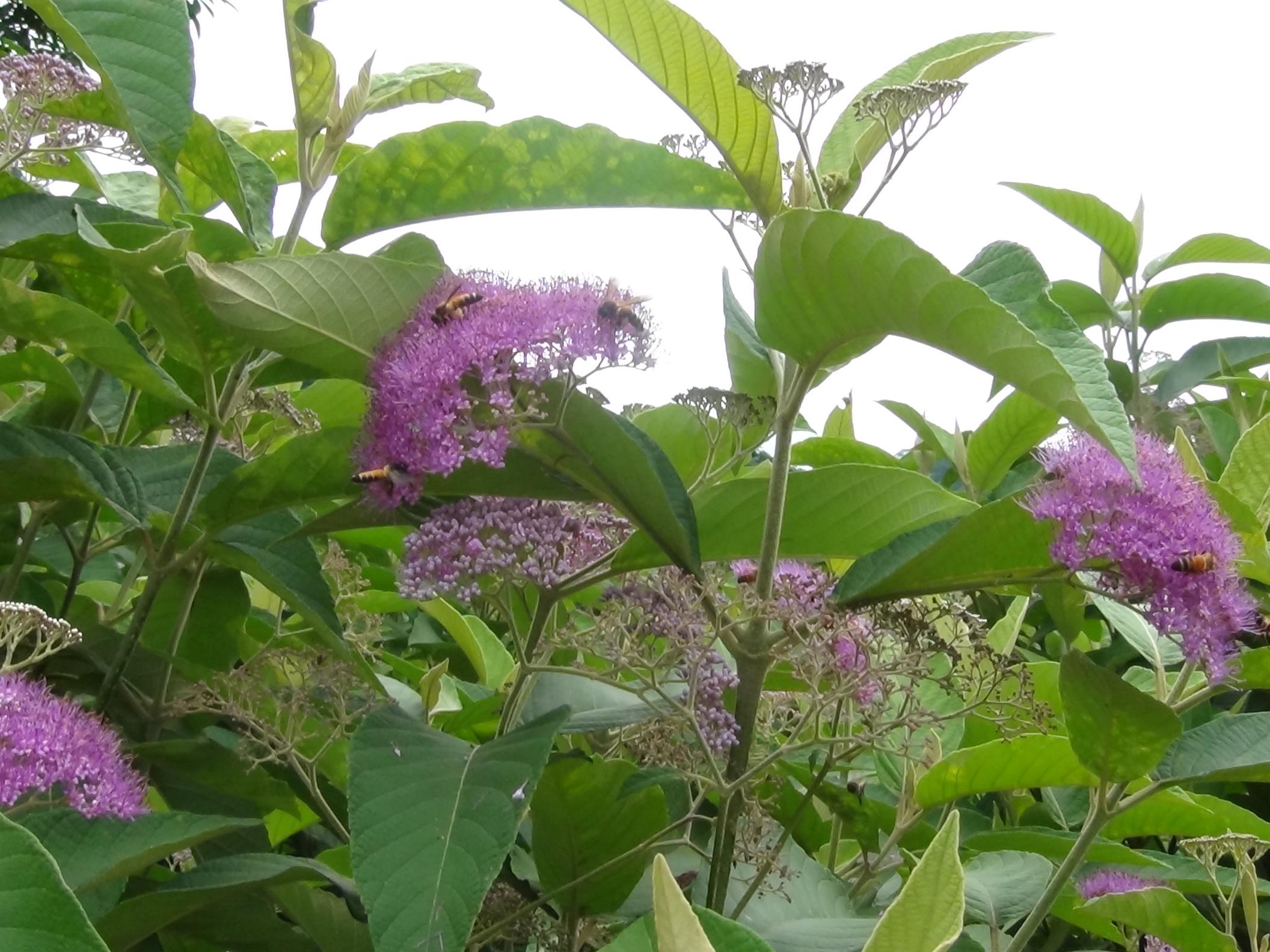 赶风柴鲜品中草药材 节节红 饭汤叶亚寨凡大班鸠米白花茶裸花紫珠