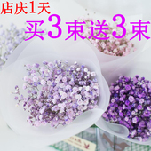 包邮 饰花插花情人草 干花花束云南天然满天星勿忘我真花艺术客厅装