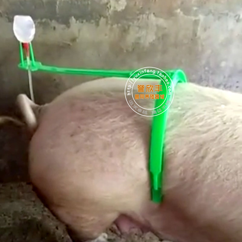 母猪用输精授精架子夹子自动输精管输精瓶支架受精夹猪夹子辅助圈