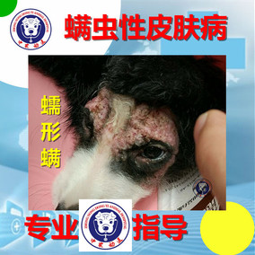 真菌性皮肤病专业指导 宠物医生咨询狗犬猫脓癣细菌螨虫混合感染