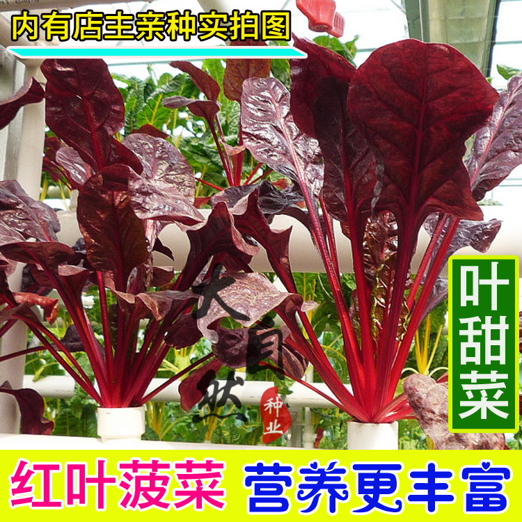红叶甜菜
