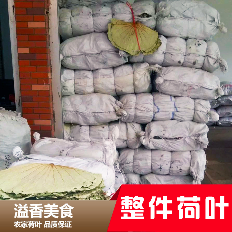 微山湖整包野生整张荷叶天然特级荷叶茶干荷叶片泡茶荷叶饭荷叶鸡