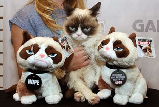 特价ganz cat喜玛拉雅猫 grumpy 不爽猫臭脸猫 毛绒玩偶公仔