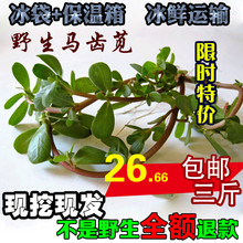 新鲜野生马齿苋菜马蜂菜马齿菜长寿菜五行草降火中药材1500g 野菜