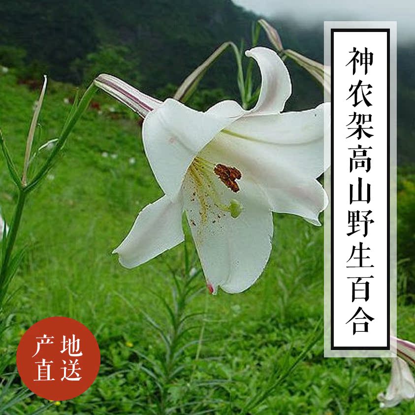 神农架农家野生特产百合干 有机百合 兰州百合农家干食用百合 2份