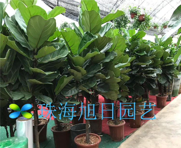 珠海花卉绿植实体店盆栽植物室内肉桂平安树发财树金钱树带盆