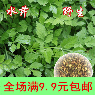野生水芹菜种子 水英 细本山芹菜 刀芹 野芹菜种子 有