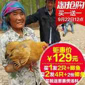 发两只送鲫鱼2年正宗苏北土鸡老母鸡笨鸡公鸡农家散养乌鸡包顺丰