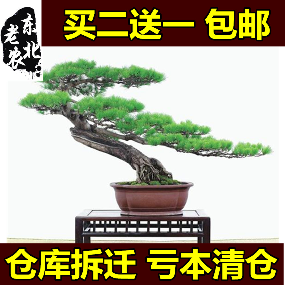 五针松树桩观赏盆景 阳台花卉 绿植盆栽 四季植物