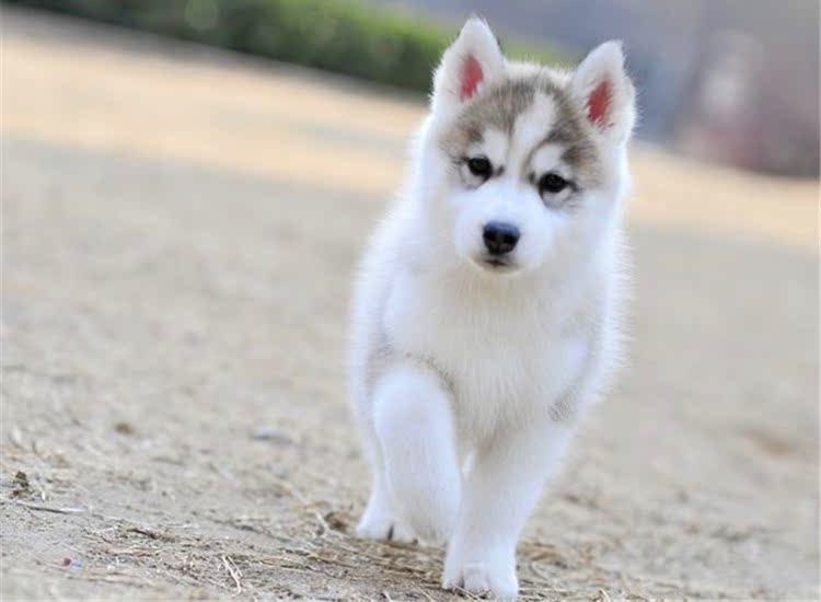 纯种哈士奇幼犬活体 西伯利亚雪橇犬赛级 家养中型宠物狗狗 二哈