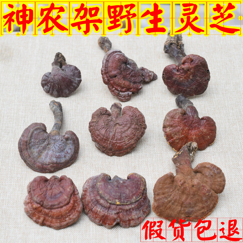 神农架纯野生灵芝整枝赤灵芝深山自采灵芝菌可磨粉切片250克包邮