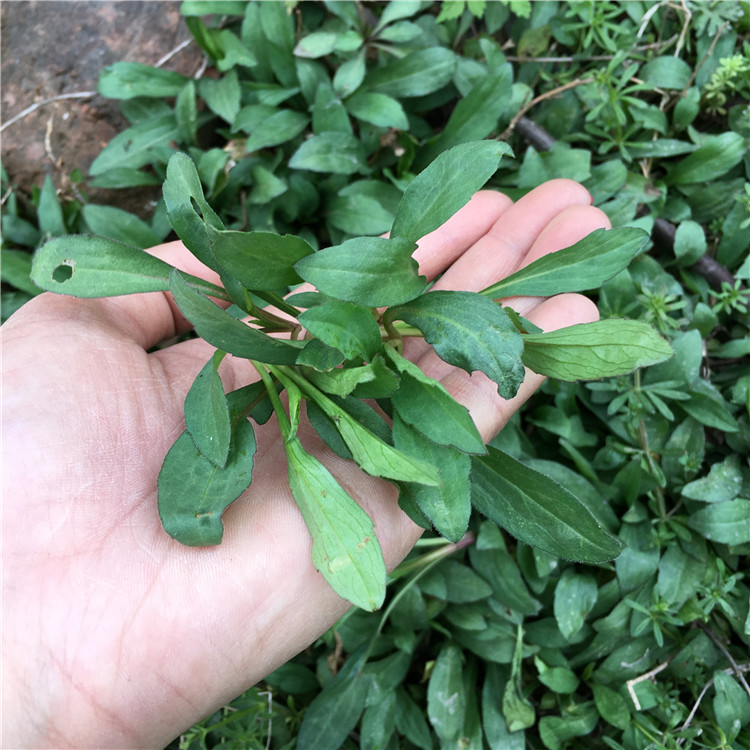 野生现挖新鲜马兰头 现挖发货天然野菜