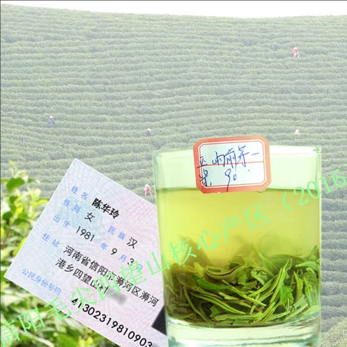 茶叶绿茶信阳毛尖2016春茶绿茶毛尖茶有机绿茶自产自销250g装包邮